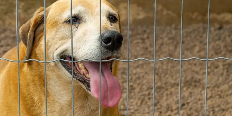 Oito anos de espera: cãozinho Max segue disponível para adoção em Jaraguá do Sul