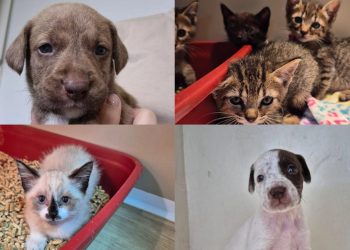 Filhotes de cães e gatos estarão disponíveis para adoção em Jaraguá do Sul no sábado (01)