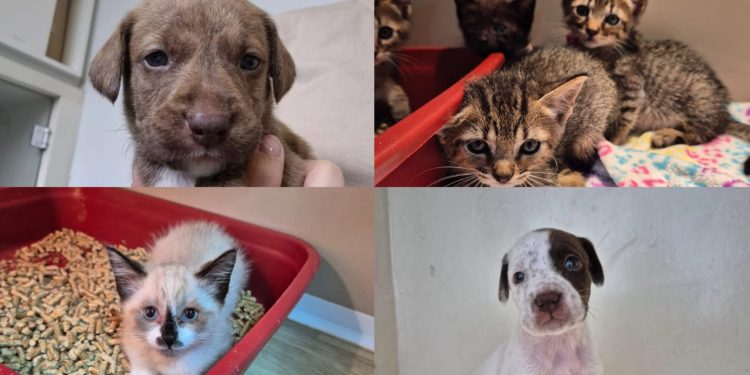 Filhotes de cães e gatos estarão disponíveis para adoção em Jaraguá do Sul no sábado (01)