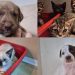 Filhotes de cães e gatos estarão disponíveis para adoção em Jaraguá do Sul no sábado (01)