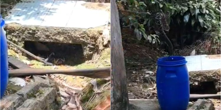 [Vídeo] Cobra jararacuçu é capturada em residência em Guaramirim