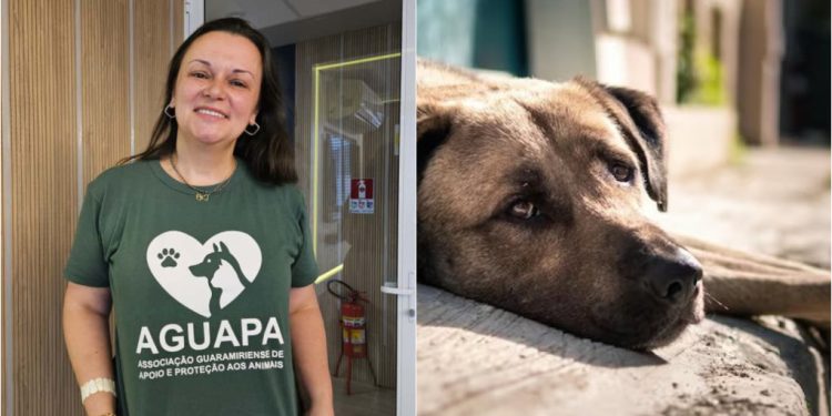 Associação de Apoio e Proteção aos Animais é formada em Guaramirim com objetivos nobres