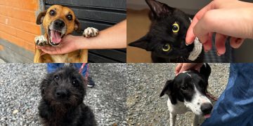 Sábado (08) tem nova feira de adoção de animais em Jaraguá do Sul