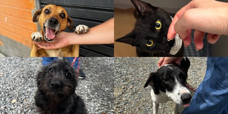 Sábado (08) tem nova feira de adoção de animais em Jaraguá do Sul