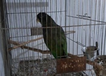 Morador de Schroeder é autuado por crime ambiental após manter 20 pássaros em casa