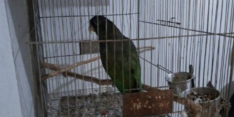 Morador de Schroeder é autuado por crime ambiental após manter 20 pássaros em casa