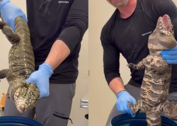 Biólogo resgata lagarto Teiú com mais de 4 quilos em Jaraguá do Sul