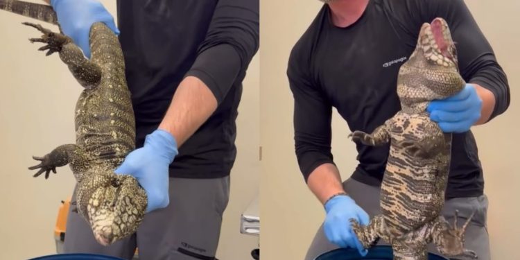 Biólogo resgata lagarto Teiú com mais de 4 quilos em Jaraguá do Sul