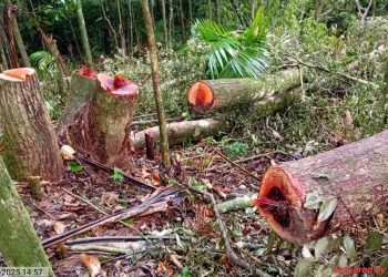 Corte ilegal de vegetação é identificada em Jaraguá do Sul