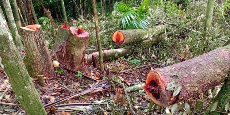 Corte ilegal de vegetação é identificada em Jaraguá do Sul
