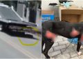 [Vídeo] Polícia Civil prende em flagrante homem que arrastou cão por um quilômetro em Blumenau