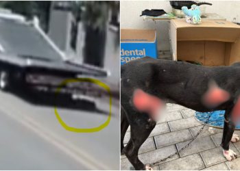[Vídeo] Polícia Civil prende em flagrante homem que arrastou cão por um quilômetro em Blumenau