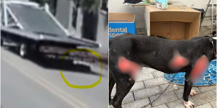 [Vídeo] Polícia Civil prende em flagrante homem que arrastou cão por um quilômetro em Blumenau