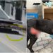 [Vídeo] Polícia Civil prende em flagrante homem que arrastou cão por um quilômetro em Blumenau