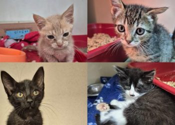 Fujama promove última feira de adoção de animais do ano