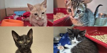 Fujama promove última feira de adoção de animais do ano