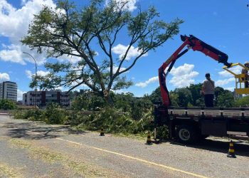 Árvore cai sobre a ponte da Rede Feminina e quebra estrutura em Jaraguá do Sul