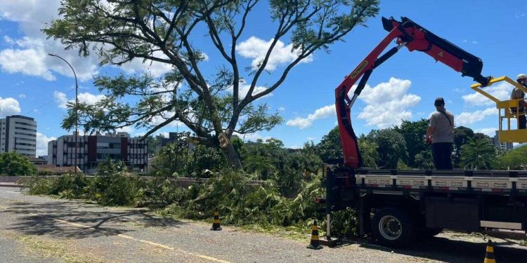Árvore cai sobre a ponte da Rede Feminina e quebra estrutura em Jaraguá do Sul