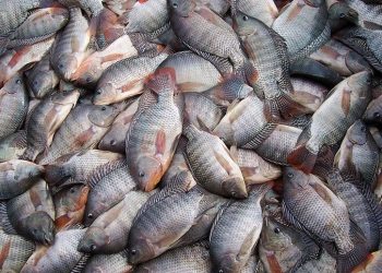 Santa Catarina proíbe importação e comercialização de tilápia do Vietnã