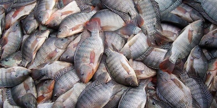 Santa Catarina proíbe importação e comercialização de tilápia do Vietnã