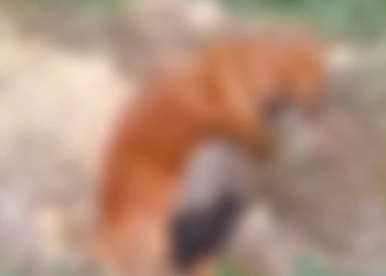 [Vídeo] Cachorro morre envenenado em Massaranduba