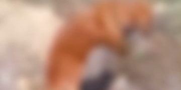 [Vídeo] Cachorro morre envenenado em Massaranduba