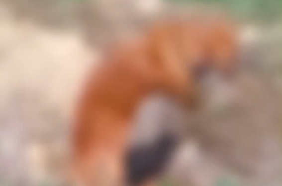 [Vídeo] Cachorro morre envenenado em Massaranduba