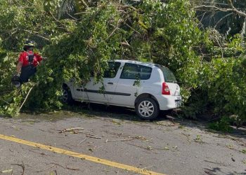 [Vídeo] Vendaval derruba mais de 10 árvores no Rio Cerro I, em Jaraguá do Sul