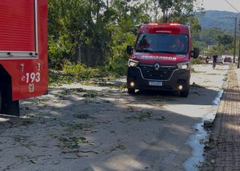 Queda de árvores em Jaraguá do Sul deixa duas pessoas gravemente feridas