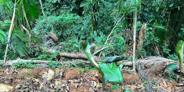 Dois jovens caem de quadriciclo e ficam feridos em Schroeder