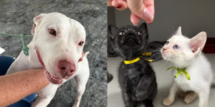 Fujama promove 1ª feira de adoção de animais do ano neste sábado (17)