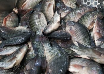 Justiça de SC valida medida estadual que proíbe a entrada de tilápia