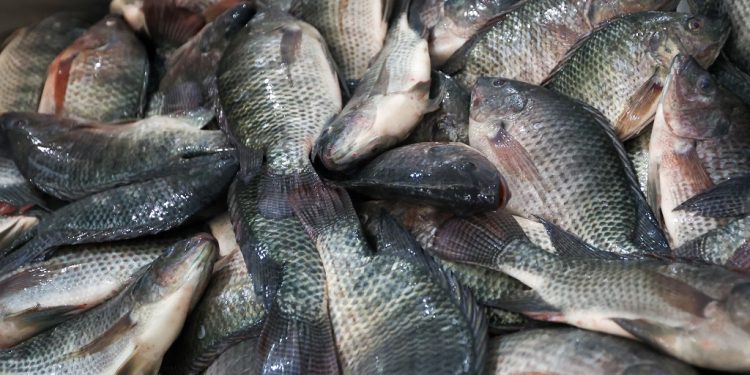 Justiça de SC valida medida estadual que proíbe a entrada de tilápia