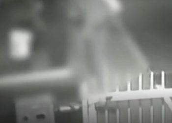 MPSC analisa inquérito sobre possíveis crimes de coação e ameaça no caso dos cães da Praia Brava