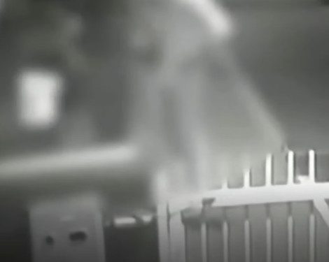 MPSC analisa inquérito sobre possíveis crimes de coação e ameaça no caso dos cães da Praia Brava