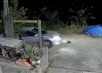 “Não prestou socorro”: Motorista passa por cima e mata gata em Guaramirim