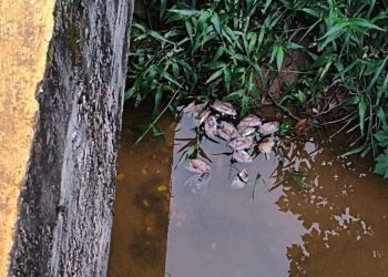 Peixes são encontrados mortos e Fujama identifica possível descarte irregular de resíduos