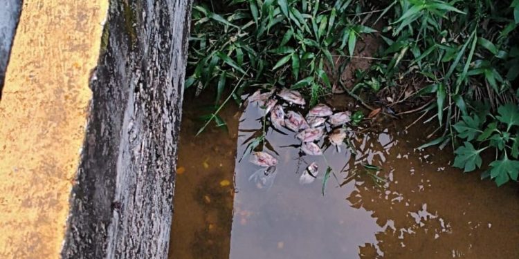 Peixes são encontrados mortos e Fujama identifica possível descarte irregular de resíduos