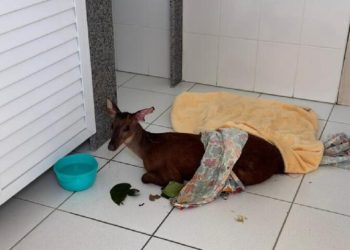 Cervo baleado é resgatado em Jaraguá do Sul