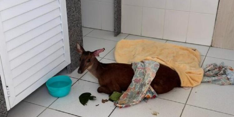Cervo baleado é resgatado em Jaraguá do Sul