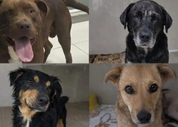 Nova feira de adoção da Fujama acontece neste sábado (14)