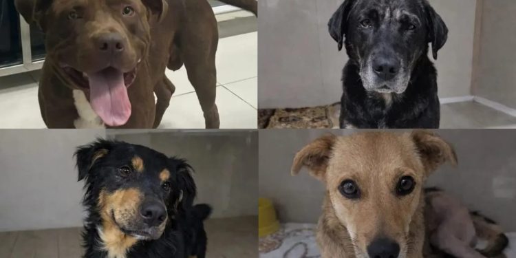 Nova feira de adoção da Fujama acontece neste sábado (14)