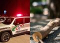 Mãe é presa após agredir filho de 8 anos com galho de árvore em Santa Catarina