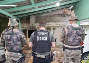 Jaraguá do Sul na Operação Aruana: Gaeco deflagra ação contra tráfico de animais silvestres