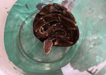 Cobra venenosa é encontrada viva dentro de material reciclável em Jaraguá do Sul