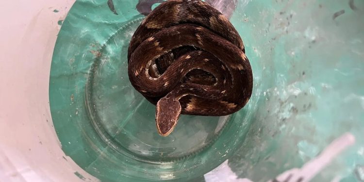Cobra venenosa é encontrada viva dentro de material reciclável em Jaraguá do Sul