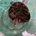 Cobra venenosa é encontrada viva dentro de material reciclável em Jaraguá do Sul