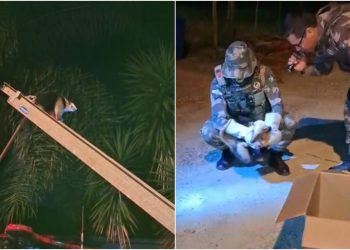 [Vídeo] Tamanduá é resgatado após ficar três dias em árvore em Guaramirim