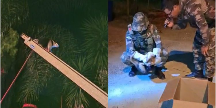 [Vídeo] Tamanduá é resgatado após ficar três dias em árvore em Guaramirim