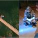 [Vídeo] Tamanduá é resgatado após ficar três dias em árvore em Guaramirim
